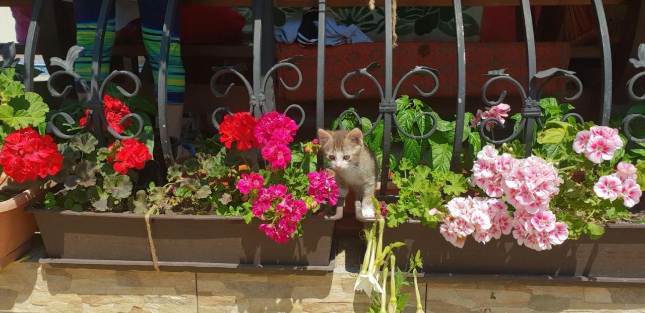 Limpedea Green House Baia Mare Bagian luar foto