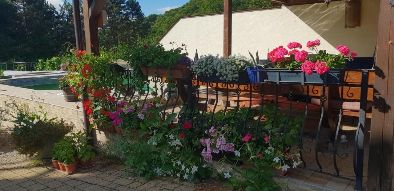 Limpedea Green House Baia Mare Bagian luar foto