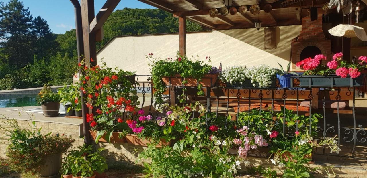 Limpedea Green House Baia Mare Bagian luar foto